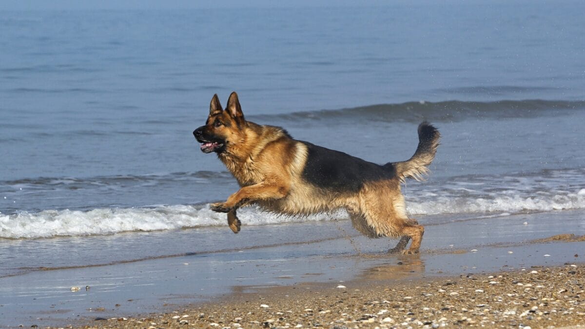 10 Things Only Pros Know About German Shepherds 7 10 Things Only Pros Know About German Shepherds - german shepherd dog running on water dp353765982