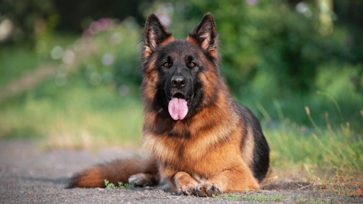18 Fiercely Loyal Dog Breeds That are Natural Protectors - german shepherd dog sitting gravel dp690039654