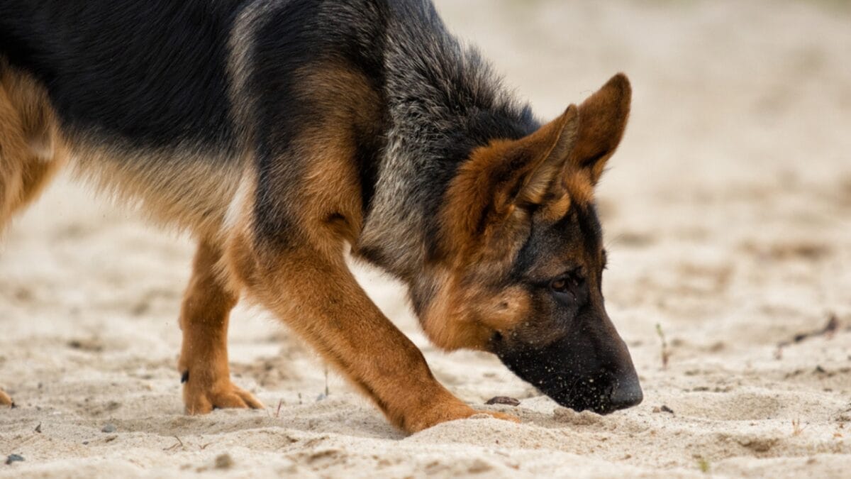 Canine Nosework: The Perfect Combo of Fun & Focus for Your Dog 7 Canine Nosework: The Perfect Combo of Fun & Focus for Your Dog - german shepherd dog smell dp193422406