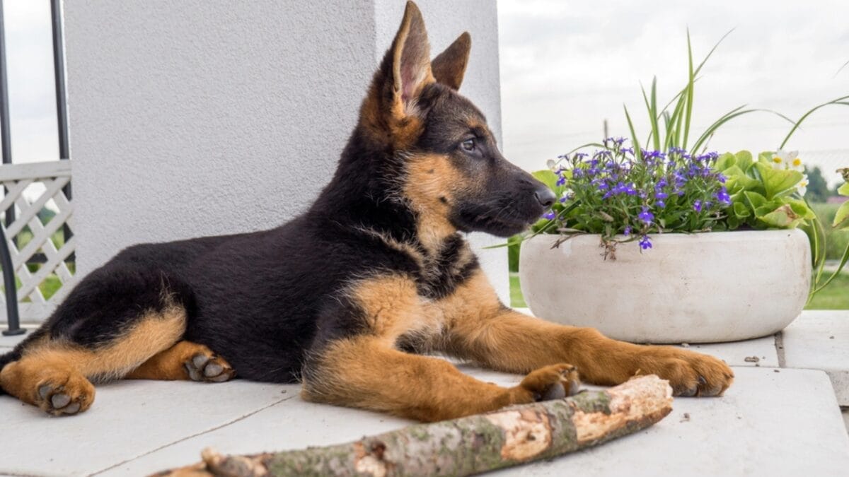 10 Things Only Pros Know About German Shepherds 10 10 Things Only Pros Know About German Shepherds - german shepherd dog watching with stick dp58422837
