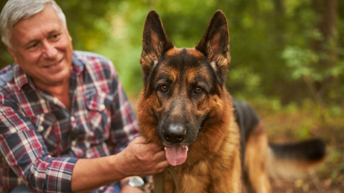 16 Sensitive Dog Breeds Perfect for Families & Companionship 5 16 Sensitive Dog Breeds Perfect for Families & Companionship - german shepherd dog with old man dp407683860