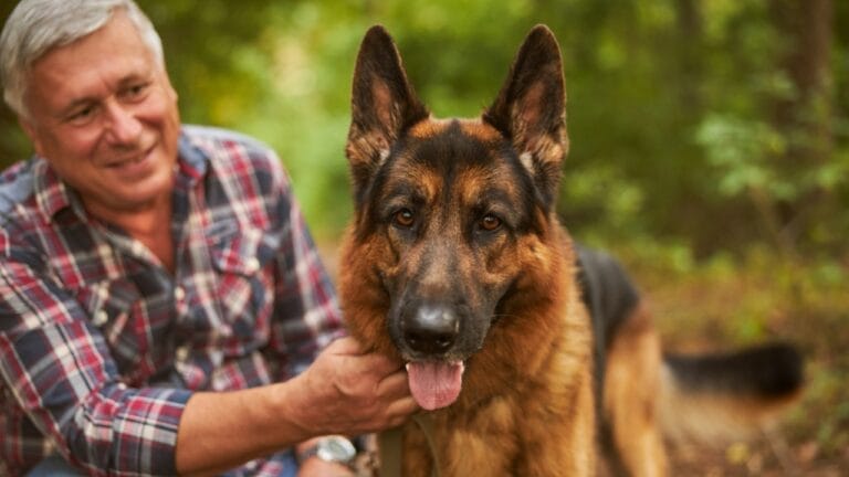 18 Fiercely Loyal Dog Breeds That are Natural Protectors - german shepherd dog with old man dp407683860