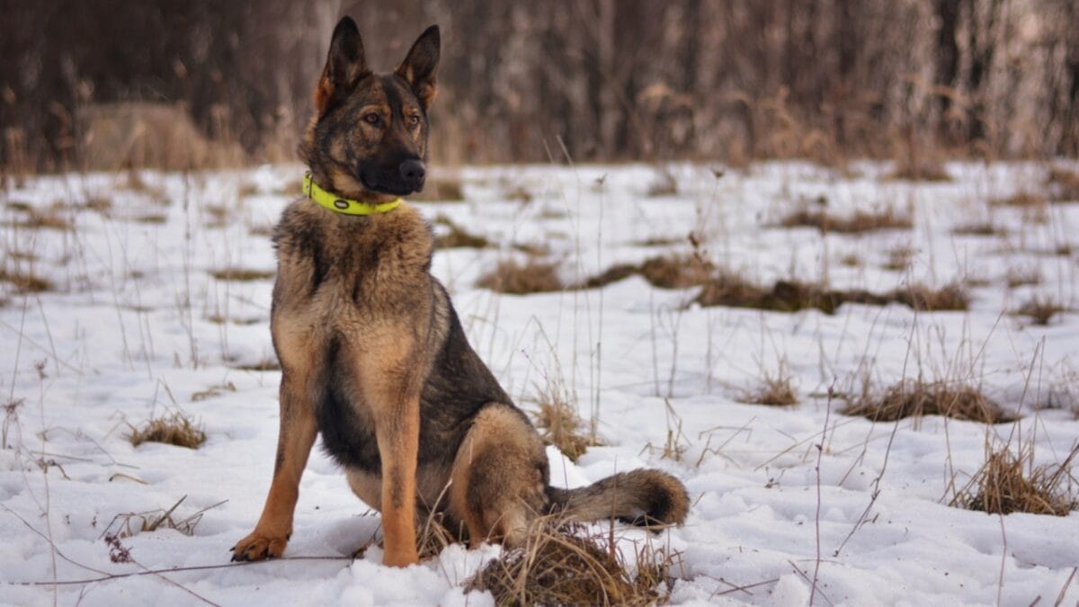 18 Things Your German Shepherd's Body Language Tells You 15 18 Things Your German Shepherd's Body Language Tells You - german shepherd freezing ss1861249453