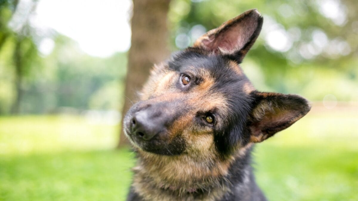 12 Dog Facial Expressions & What They Really Mean 10 12 Dog Facial Expressions & What They Really Mean - german shepherd head tilt ss1073296643