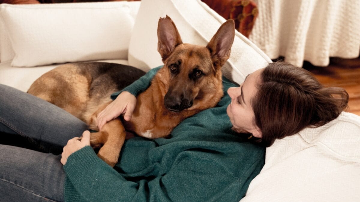 18 Breeds That Love to Take Over Your Bed Every Night - german shepherd hugging owner ss1287172126