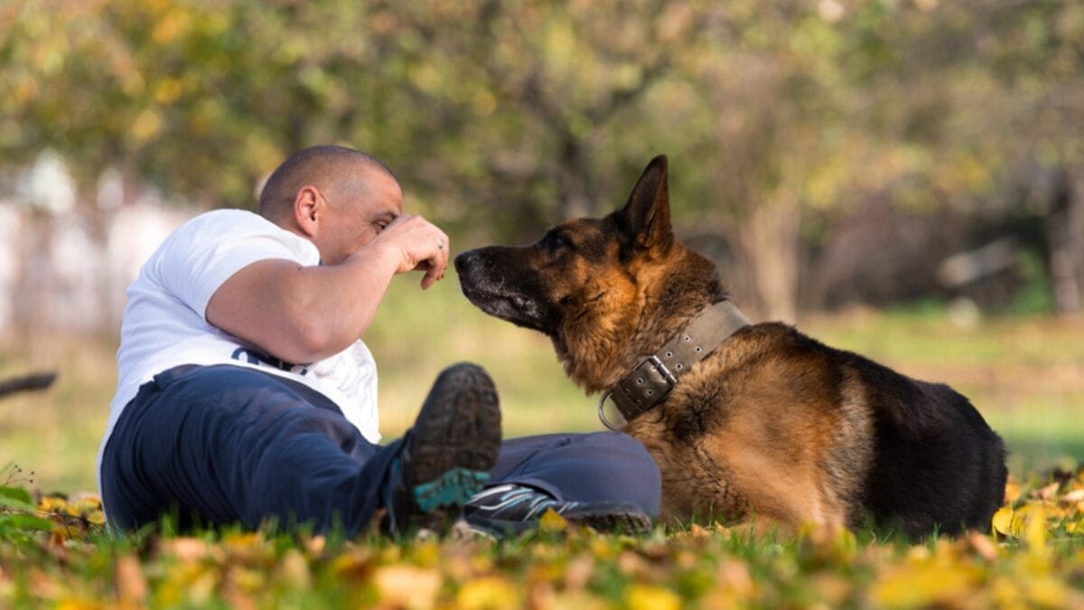 18 Things Your German Shepherd's Body Language Tells You 11 18 Things Your German Shepherd's Body Language Tells You - german shepherd nose 168909101