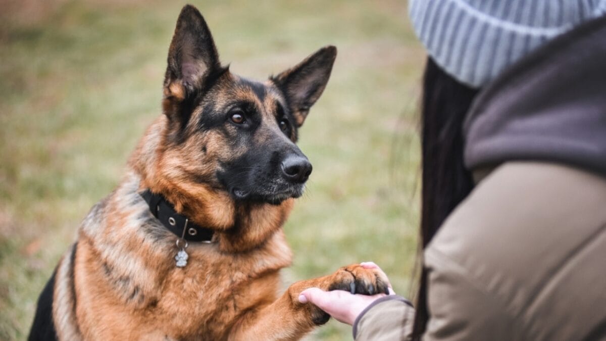 10 Breeds That Make the Best Guard Dogs - german shepherd paw ss2265786173