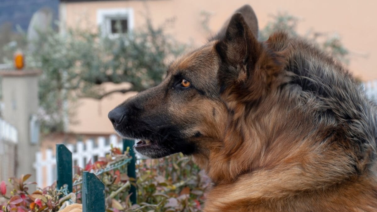 15 Dog Behaviors You’re Probably Misunderstanding - german shepherd raised hackles ss1349880467