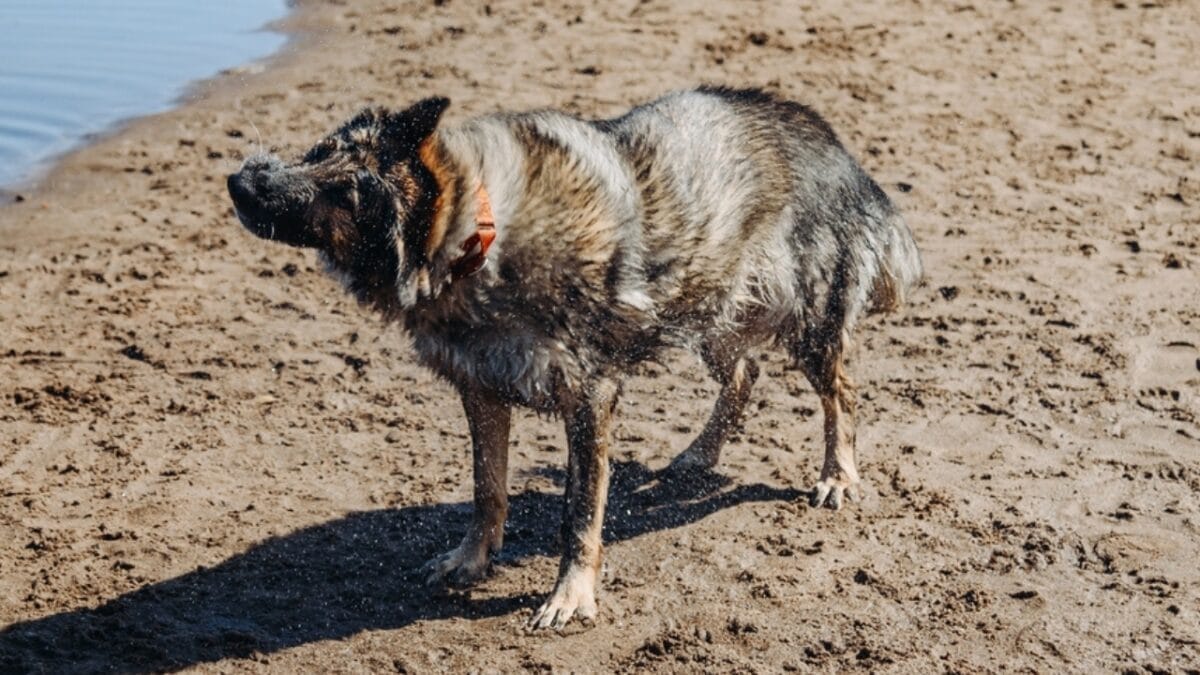 18 Things Your German Shepherd's Body Language Tells You 14 18 Things Your German Shepherd's Body Language Tells You - german shepherd shaking body ss2352036519