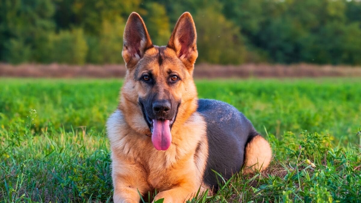 Dog Breeds: All Types from Small to Giant, Personalities & Characteristics 38 Dog Breeds: All Types from Small to Giant, Personalities & Characteristics - german shepherd ss1935821596