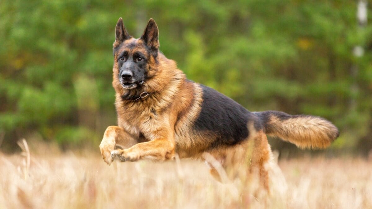 How Long Should You Walk Your Dog? Here’s the Answer 5 How Long Should You Walk Your Dog? Here’s the Answer - german shepherd ss319011959