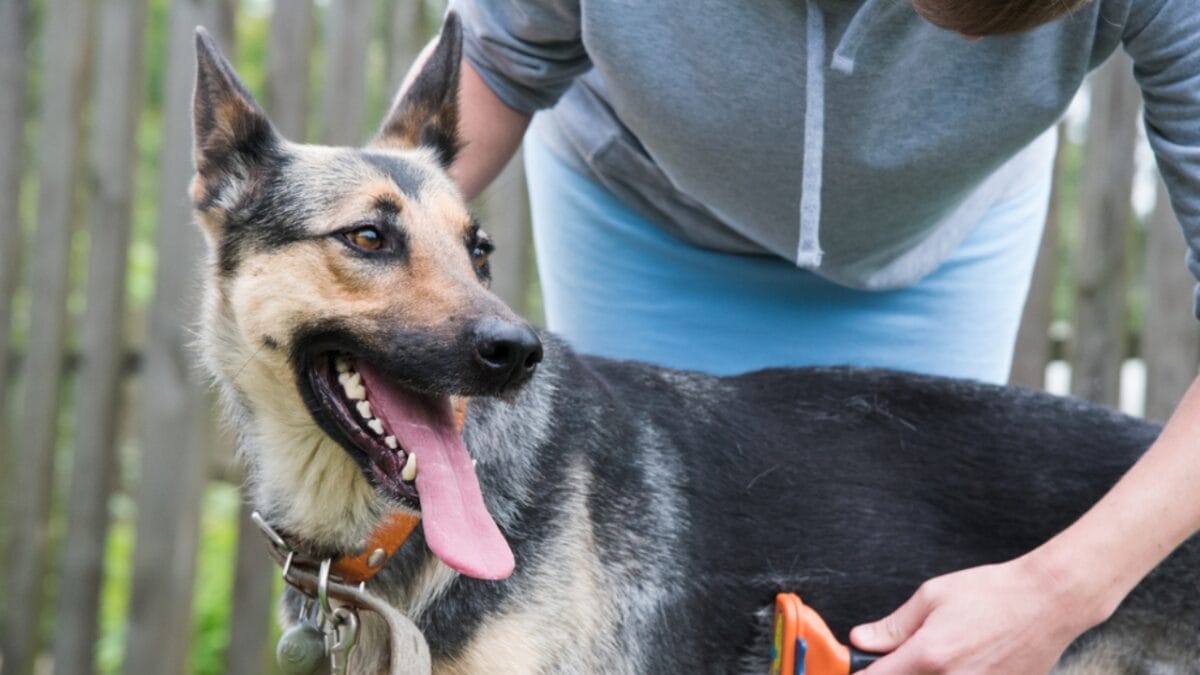 30 Dog Breeds That Will Never Leave Your Side - german shepherd ss457266421