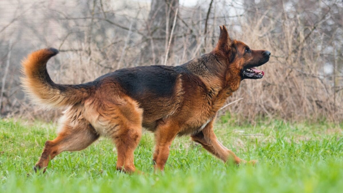 15 Dog Care Mistakes You May Not Realize You’re Making 8 15 Dog Care Mistakes You May Not Realize You’re Making - german shepherd tail ss1959396313