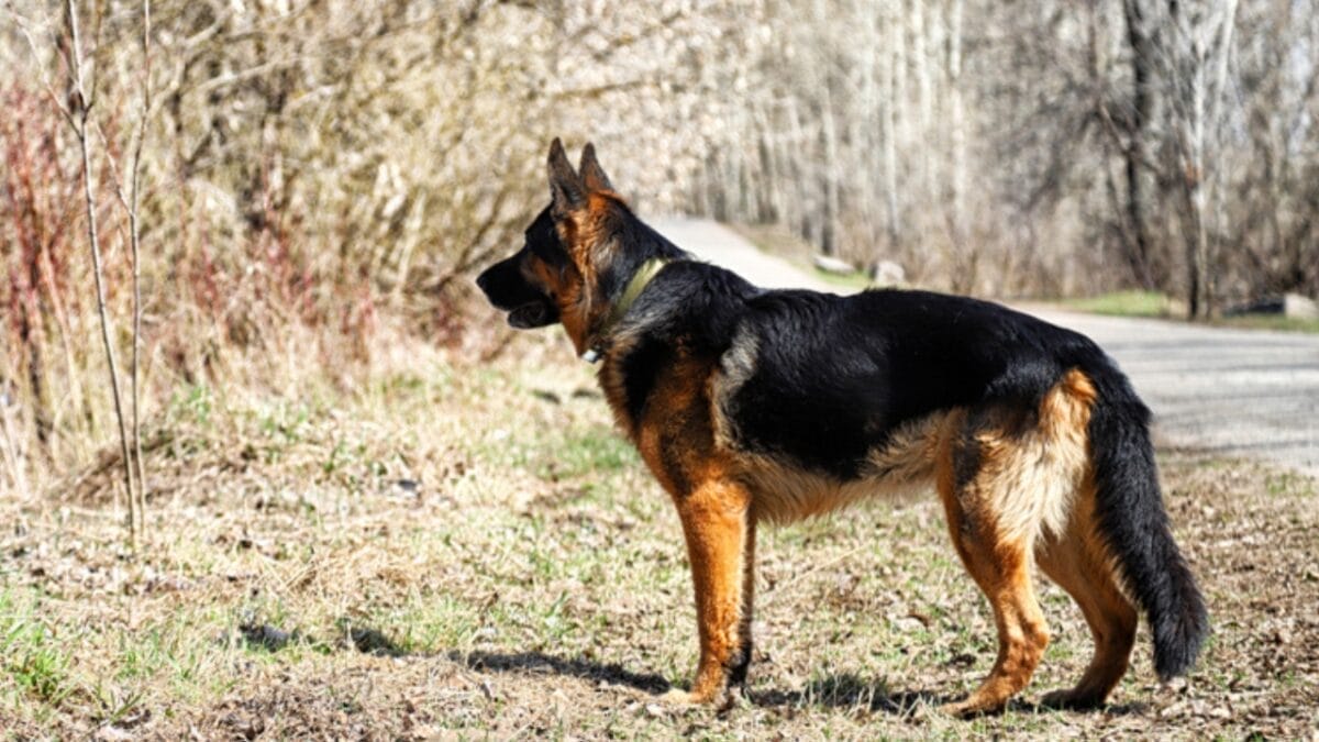 16 Red Flags That Show Your Dog Is Battling Anxiety & How to Help 13 16 Red Flags That Show Your Dog Is Battling Anxiety & How to Help - german shepherd tail tuck ss1115036339