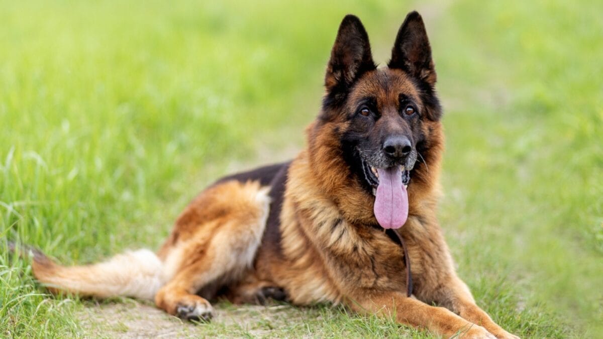 15 Dog Breeds Known for Their Unmatched Courage - german shepherd tongue ss1743037256