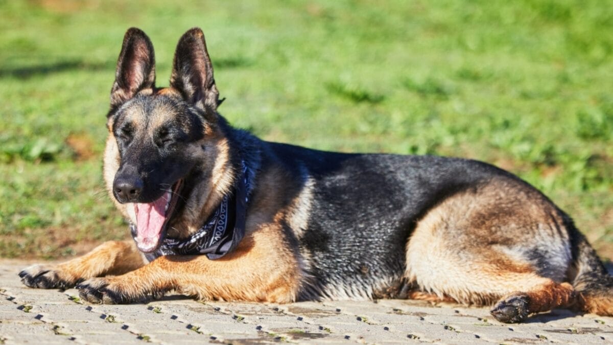15 Dog Behaviors You’re Probably Misunderstanding - german shepherd yawning ss2167990881