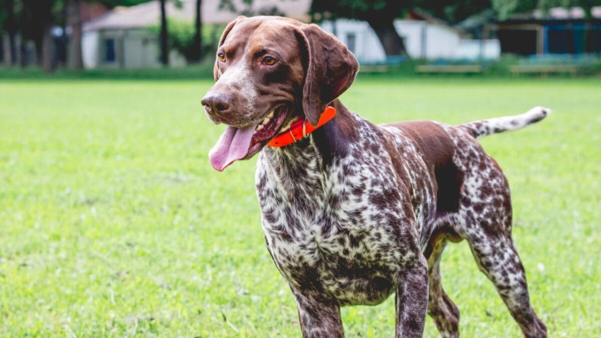 10 Dog Breeds Perfect As Running Companions 7 10 Dog Breeds Perfect As Running Companions - german shorthaired pointer ss1424649098