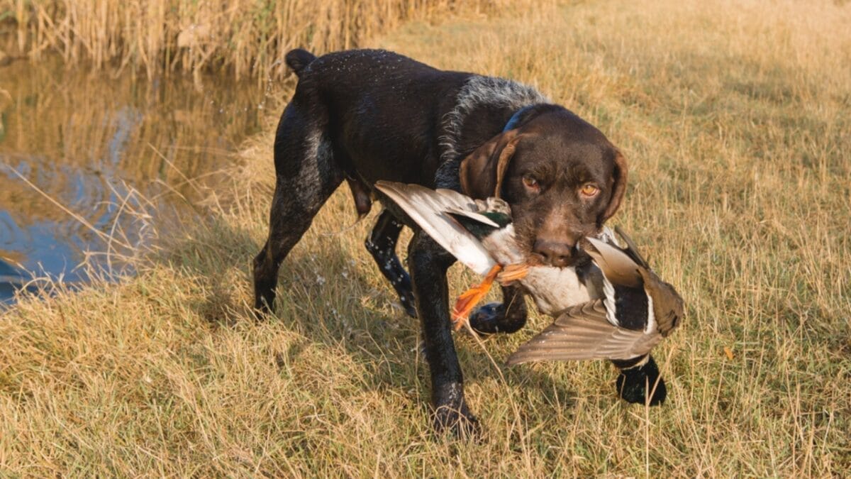 Why German Wirehaired Pointers are Exceptional Dogs: 10 Remarkable Traits 10 Why German Wirehaired Pointers are Exceptional Dogs: 10 Remarkable Traits - german wirehead pointer dog eating duck ss1239000706