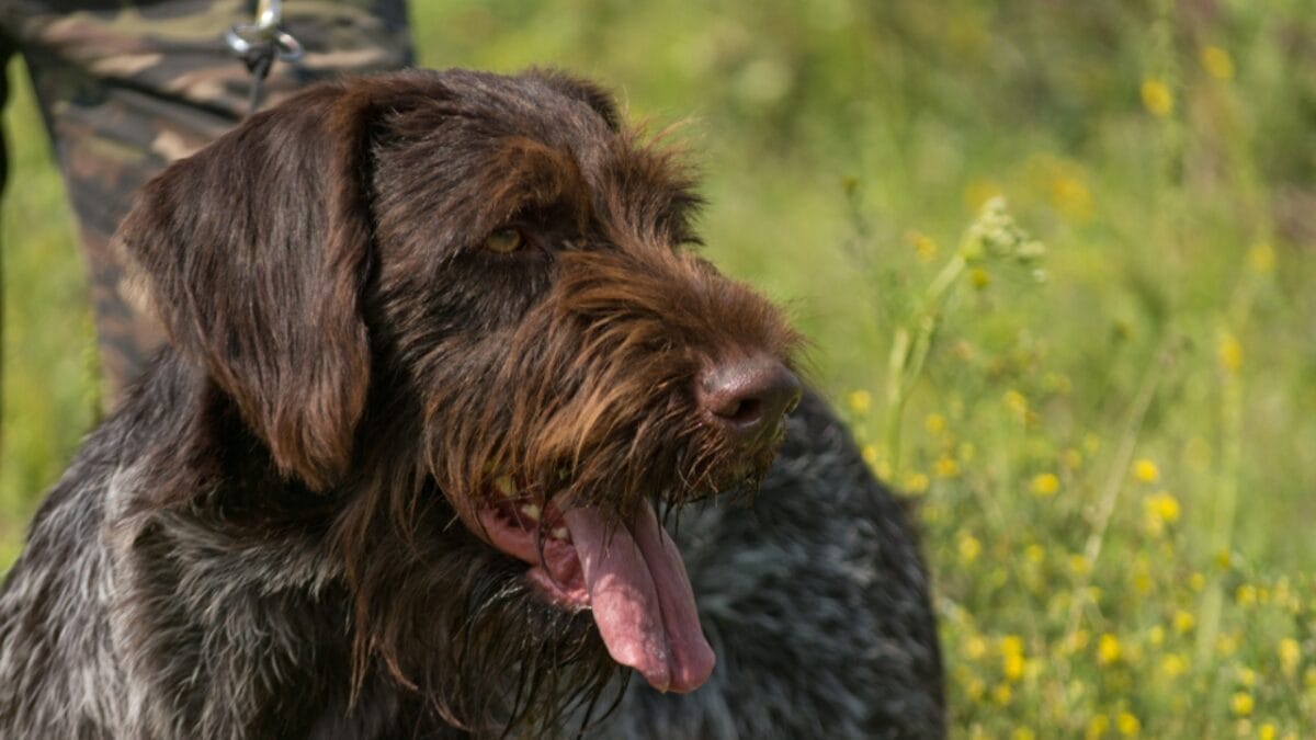 Why German Wirehaired Pointers are Exceptional Dogs: 10 Remarkable Traits 9 Why German Wirehaired Pointers are Exceptional Dogs: 10 Remarkable Traits - german wirehead pointer dog leash ss1146420818