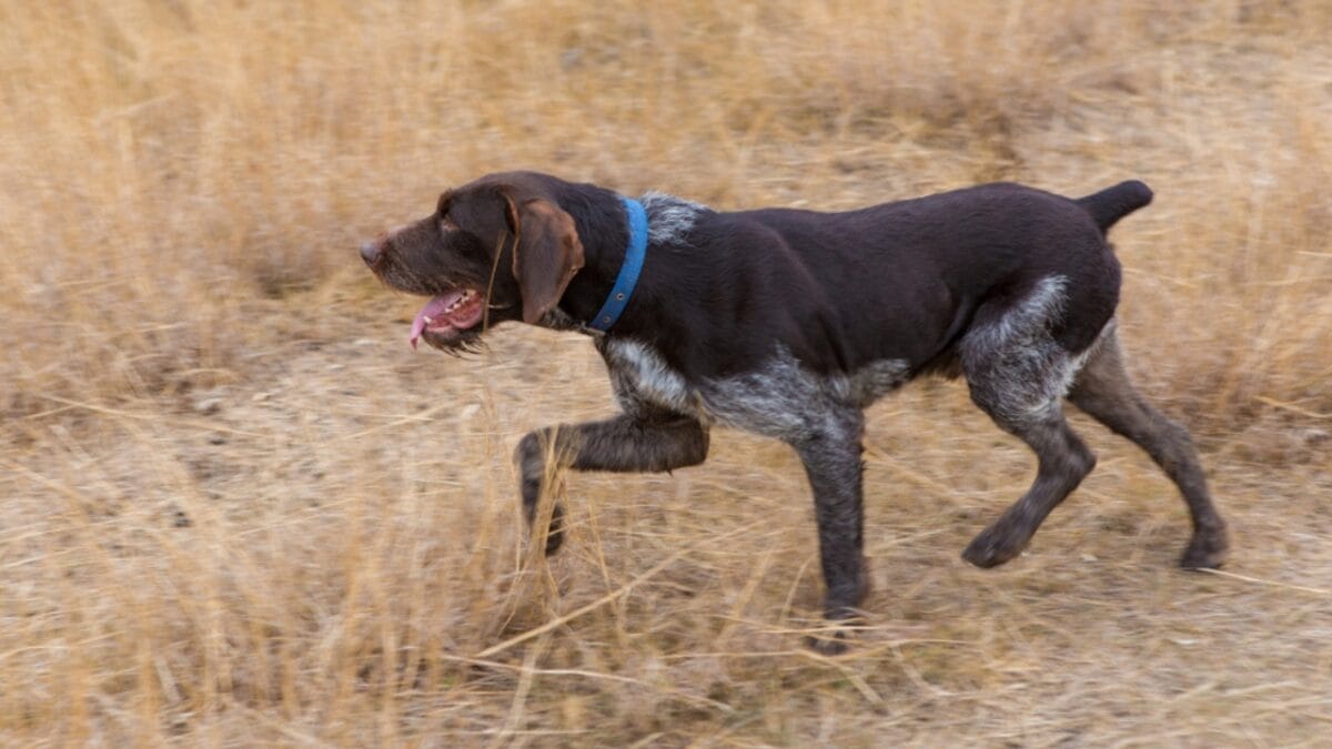 25 Extraordinary Ways to Bond With Your Dog Beyond the Leash 16 25 Extraordinary Ways to Bond With Your Dog Beyond the Leash - german wirehead pointer dog running ss1239000901
