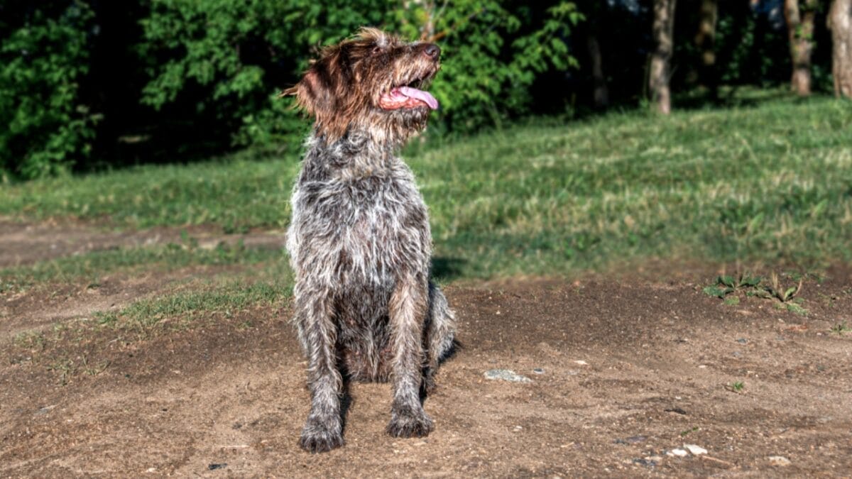 Why German Wirehaired Pointers are Exceptional Dogs: 10 Remarkable Traits 3 Why German Wirehaired Pointers are Exceptional Dogs: 10 Remarkable Traits - german wirehead pointer dog sitting side ss1442505344