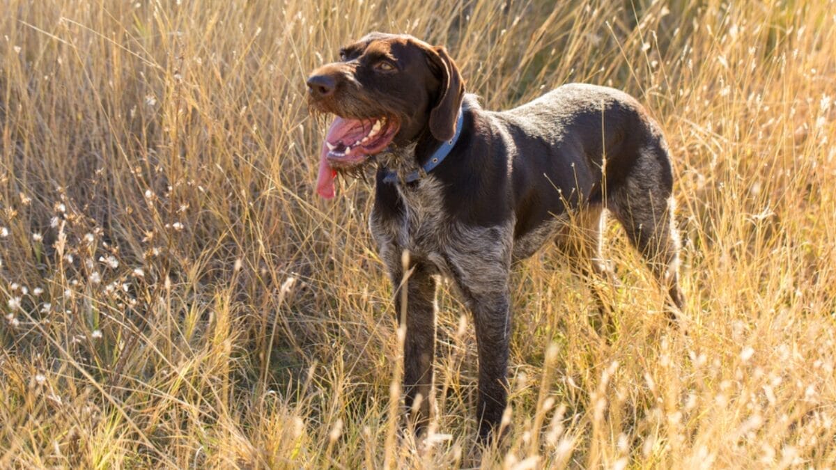 Why German Wirehaired Pointers are Exceptional Dogs: 10 Remarkable Traits 2 Why German Wirehaired Pointers are Exceptional Dogs: 10 Remarkable Traits - german wirehead pointer dog standing tall grass ss1198542688