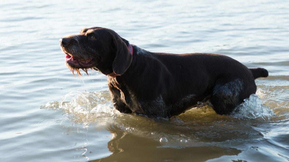 Why German Wirehaired Pointers are Exceptional Dogs: 10 Remarkable Traits 4 Why German Wirehaired Pointers are Exceptional Dogs: 10 Remarkable Traits - german wirehead pointer dog swimming ss1825596902