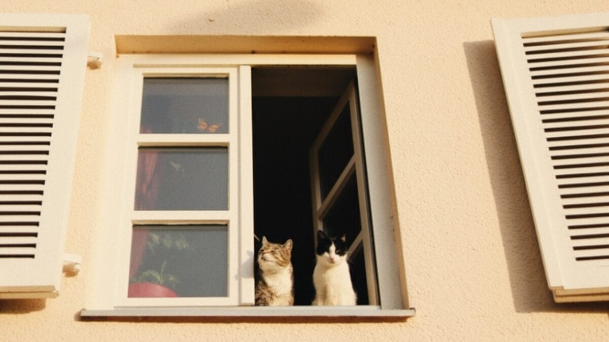 10 Cat-Friendly Cities Around the World 10 10 Cat-Friendly Cities Around the World - germany with cat ss2279710979