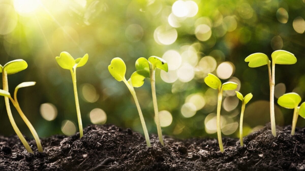 11 Unexpected Ways Vinegar Can Be Beneficial To Your Garden 7 11 Unexpected Ways Vinegar Can Be Beneficial To Your Garden - germination booster dp188928216