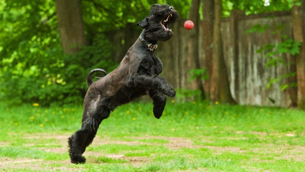 Why Giant Schnauzers are Exceptional Dogs: 10 Remarkable Traits 5 Why Giant Schnauzers are Exceptional Dogs: 10 Remarkable Traits - giant schnauzer agility ss165233105