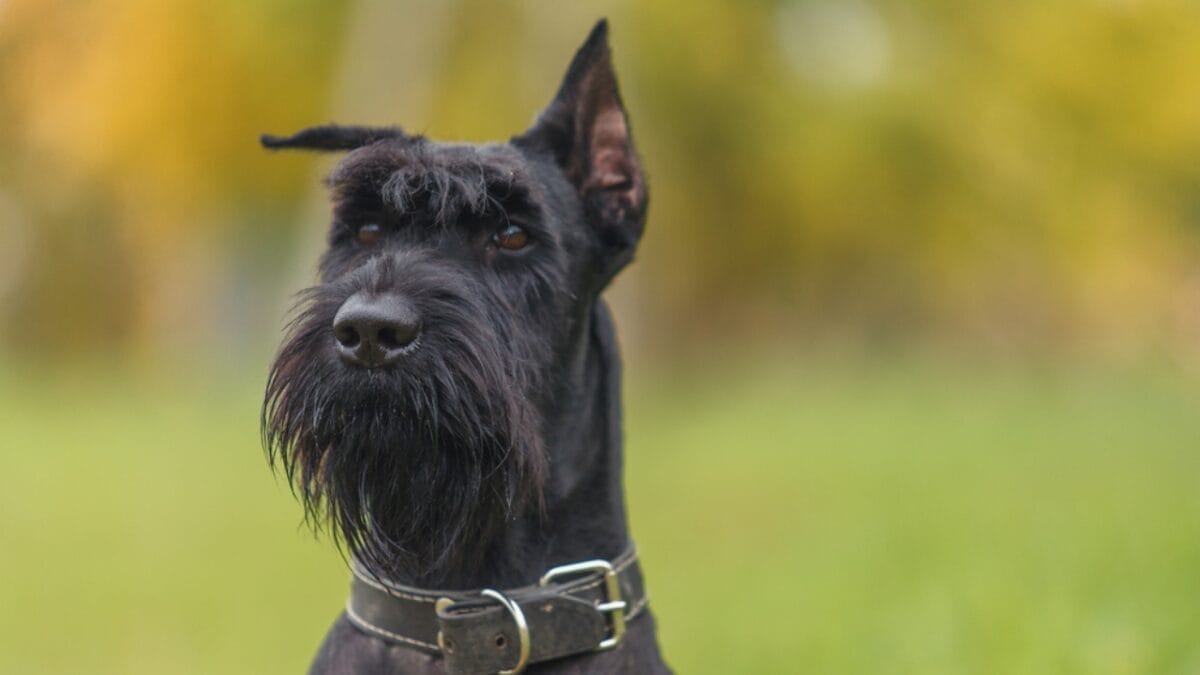 Why Giant Schnauzers are Exceptional Dogs: 10 Remarkable Traits 4 Why Giant Schnauzers are Exceptional Dogs: 10 Remarkable Traits - giant schnauzer breed ss652642963