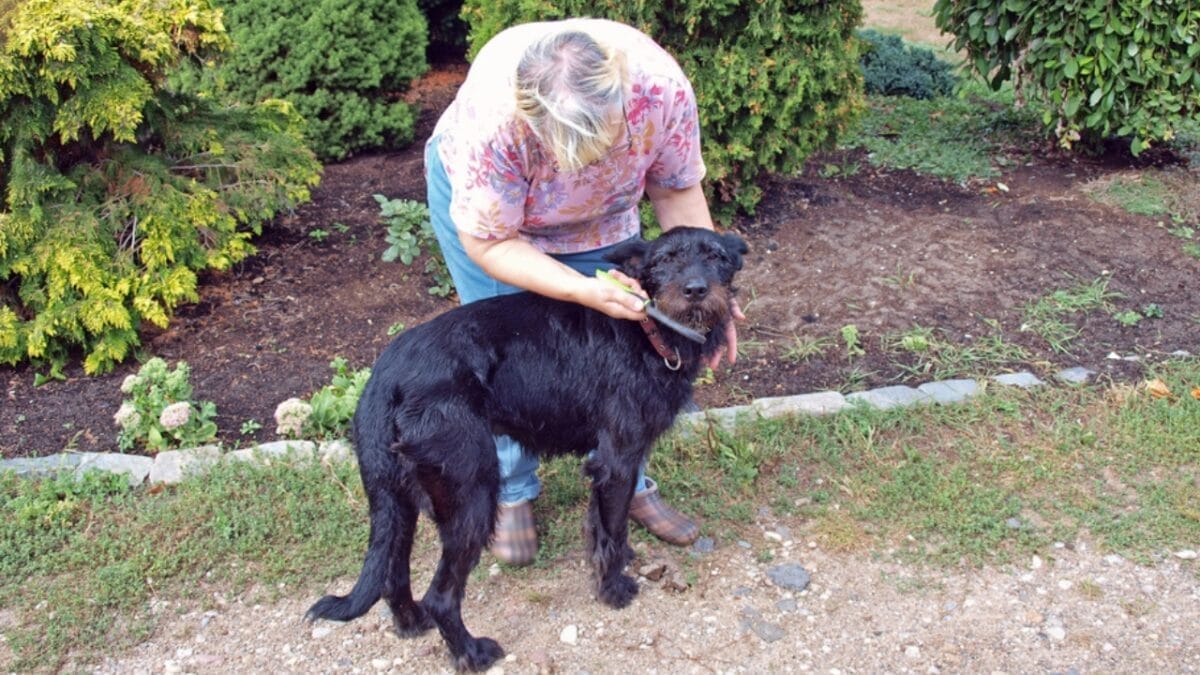 18 Fiercely Loyal Dog Breeds That are Natural Protectors - giant schnauzer brushing hair ss1498622315