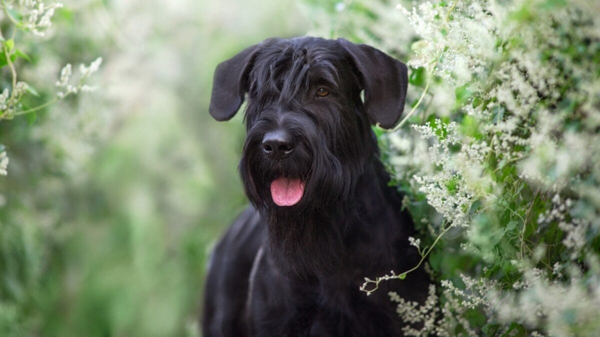 Why Giant Schnauzers are Exceptional Dogs: 10 Remarkable Traits 2 Why Giant Schnauzers are Exceptional Dogs: 10 Remarkable Traits - giant schnauzer dog ss2045367959
