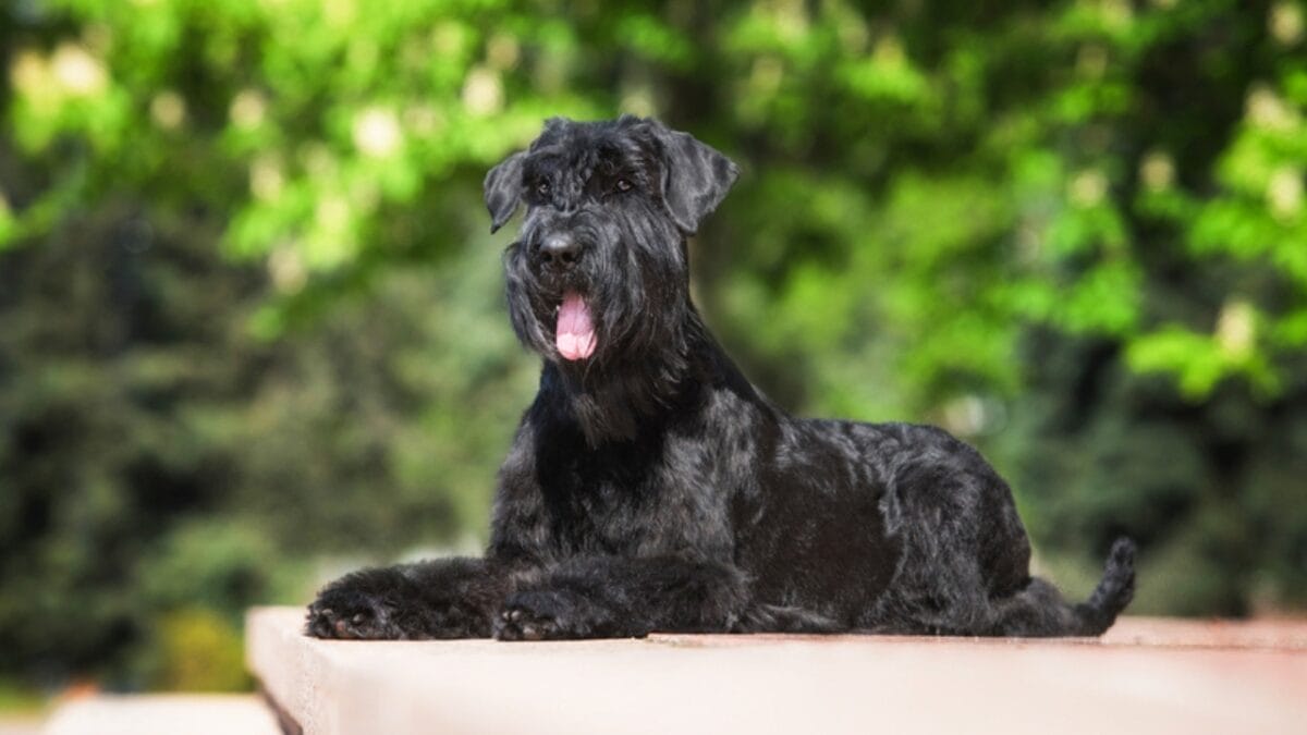 Why Giant Schnauzers are Exceptional Dogs: 10 Remarkable Traits 9 Why Giant Schnauzers are Exceptional Dogs: 10 Remarkable Traits - giant schnauzer lifespan ss454641643