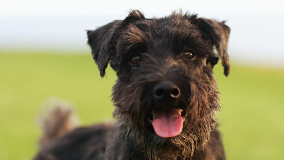 Why Giant Schnauzers are Exceptional Dogs: 10 Remarkable Traits 6 Why Giant Schnauzers are Exceptional Dogs: 10 Remarkable Traits - giant schnauzer mature ss1606118797