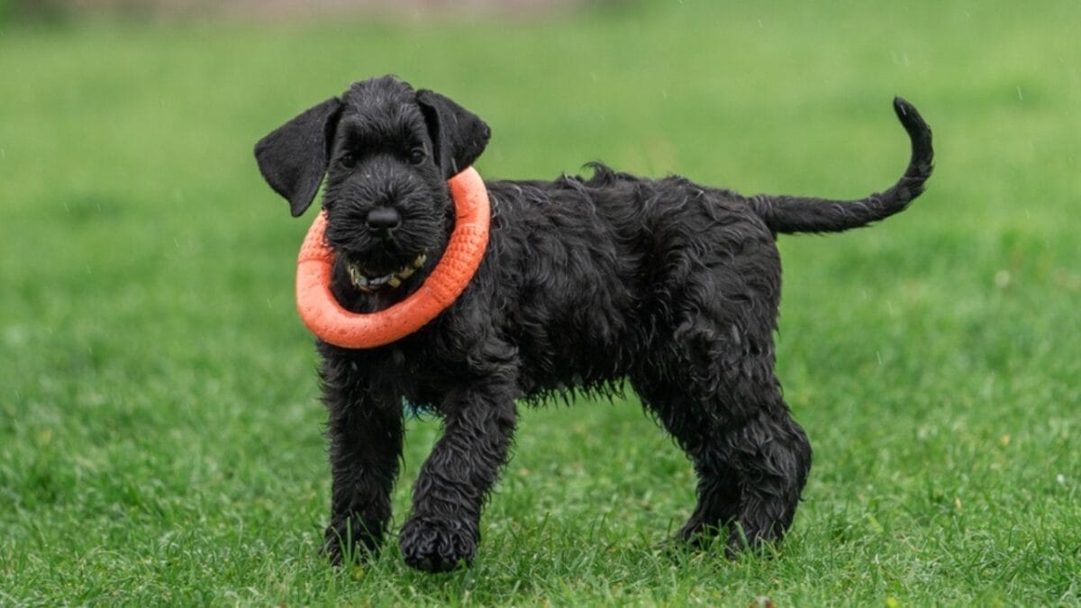 Why Giant Schnauzers are Exceptional Dogs: 10 Remarkable Traits 10 Why Giant Schnauzers are Exceptional Dogs: 10 Remarkable Traits - giant schnauzer toy ss2252198051