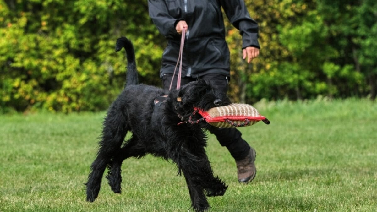 Why Giant Schnauzers are Exceptional Dogs: 10 Remarkable Traits 3 Why Giant Schnauzers are Exceptional Dogs: 10 Remarkable Traits - giant schnauzer training ss2393180939