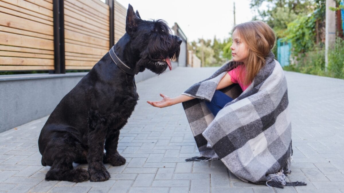 Why Giant Schnauzers are Exceptional Dogs: 10 Remarkable Traits 11 Why Giant Schnauzers are Exceptional Dogs: 10 Remarkable Traits - giant schnauzer with owner ss1783463801