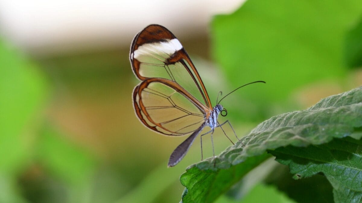 23 Dazzling Photos of the Most Colorful Butterflies on Earth 23 23 Dazzling Photos of the Most Colorful Butterflies on Earth - glasswing butterfly dp320357270