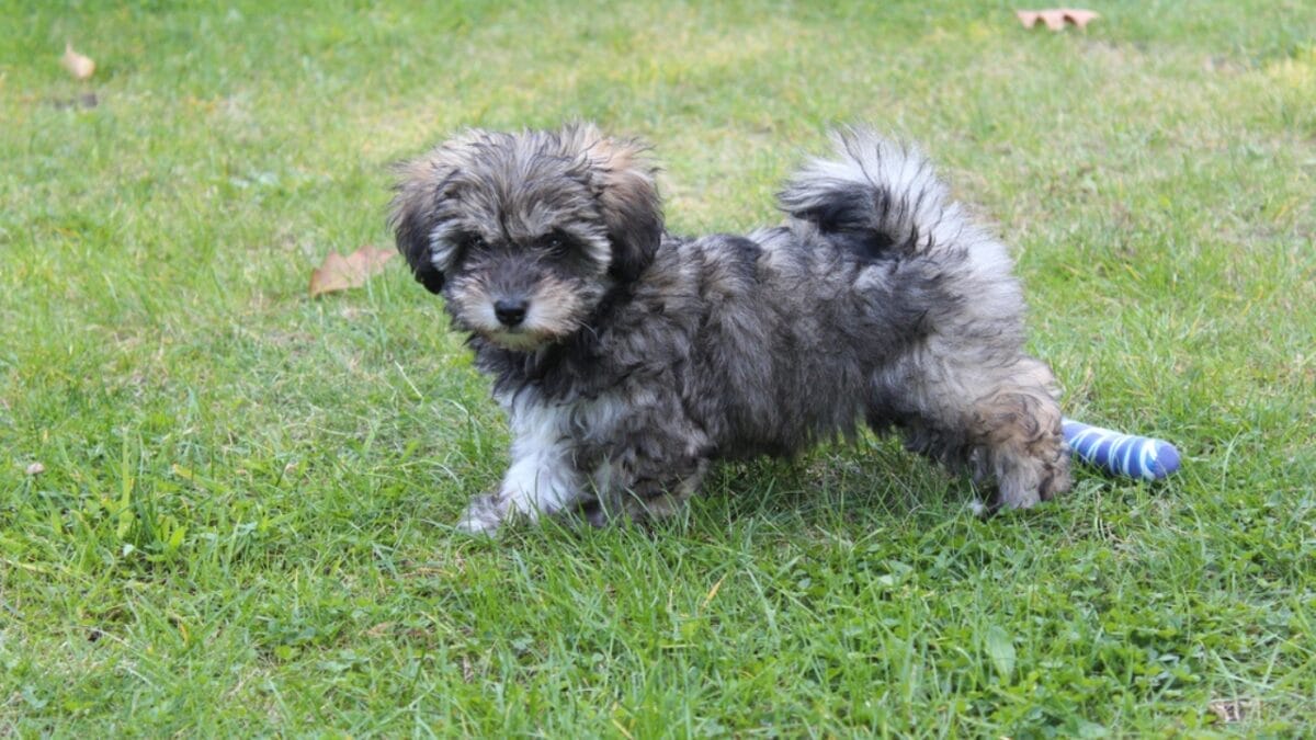 How a Secluded Irish Valley Shaped This Unique Terrier Breed 7 How a Secluded Irish Valley Shaped This Unique Terrier Breed - glen imaal terrier dog puppy ss1966411495