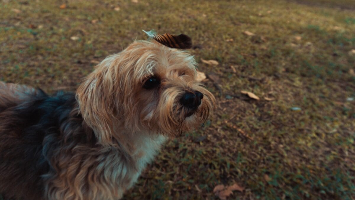 How a Secluded Irish Valley Shaped This Unique Terrier Breed 5 How a Secluded Irish Valley Shaped This Unique Terrier Breed - glen imaal terrier dog side falling leaf ss1803117202