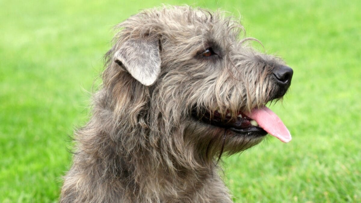 How a Secluded Irish Valley Shaped This Unique Terrier Breed 2 How a Secluded Irish Valley Shaped This Unique Terrier Breed - glen imaal terrier dog sitting face side tongue ss369025193