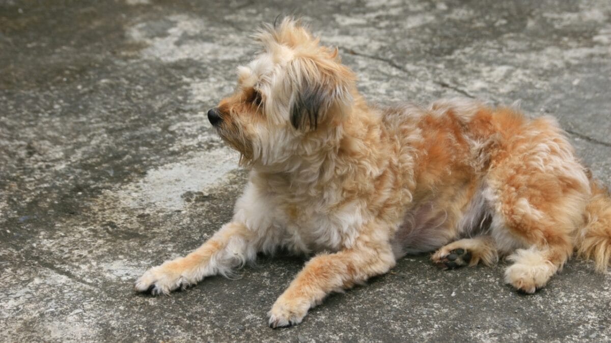 How a Secluded Irish Valley Shaped This Unique Terrier Breed 8 How a Secluded Irish Valley Shaped This Unique Terrier Breed - glen imaal terrier dog sitting gravel ss1812507475