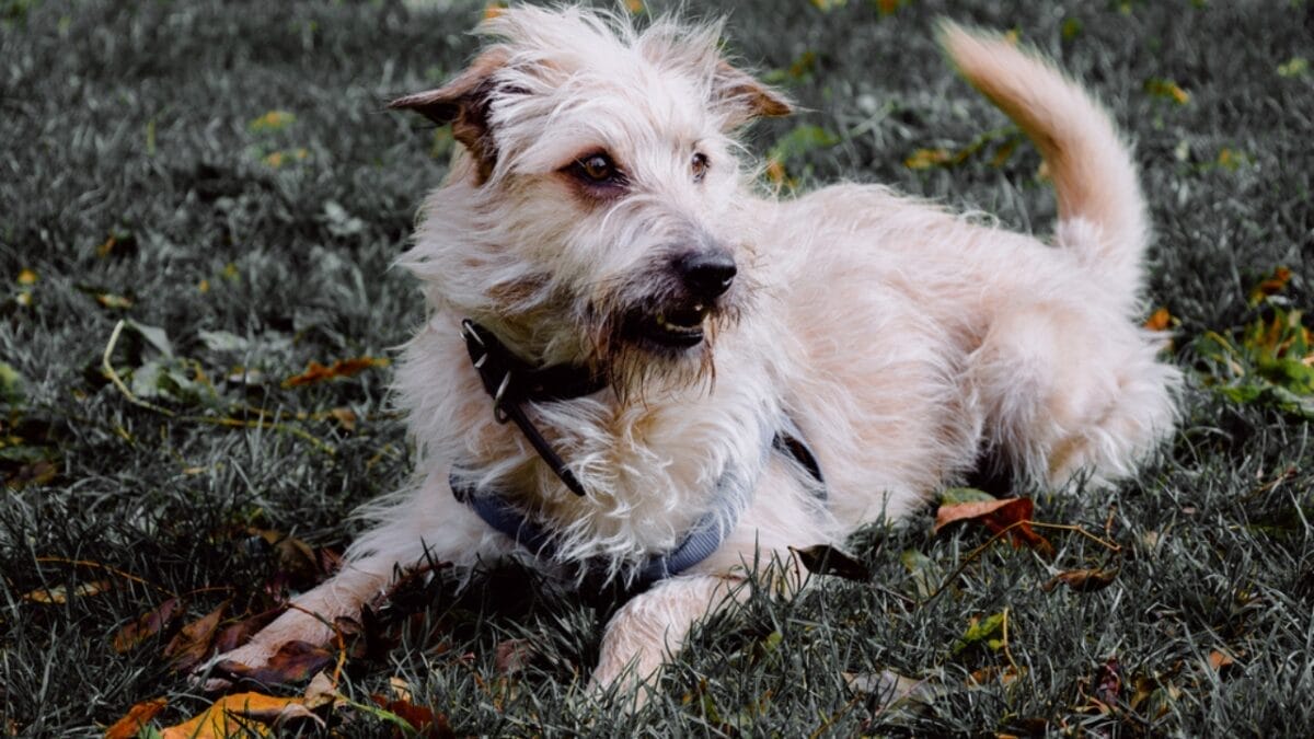 How a Secluded Irish Valley Shaped This Unique Terrier Breed 4 How a Secluded Irish Valley Shaped This Unique Terrier Breed - glen imaal terrier dog sitting side grass ss1853669848