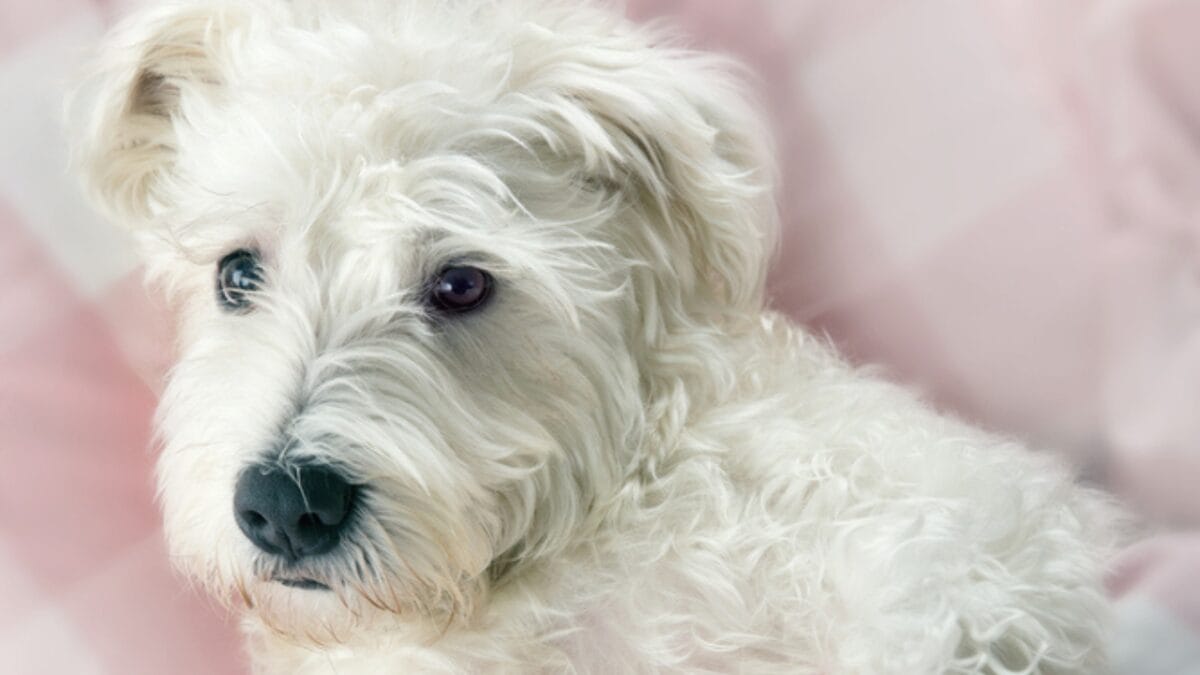 How a Secluded Irish Valley Shaped This Unique Terrier Breed 11 How a Secluded Irish Valley Shaped This Unique Terrier Breed - glen imaal terrier dog sleeping ss478115998