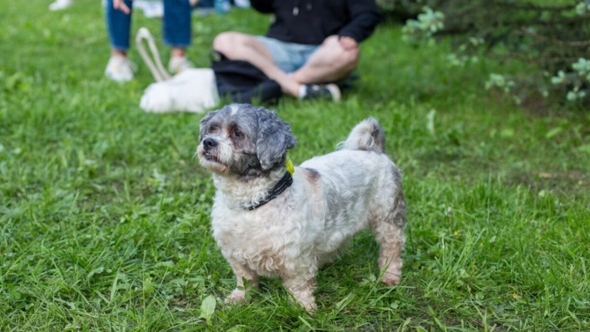 How a Secluded Irish Valley Shaped This Unique Terrier Breed 9 How a Secluded Irish Valley Shaped This Unique Terrier Breed - glen imaal terrier dog standing with people ss2105827583