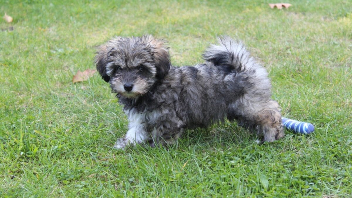 31 Endangered Dog Breeds at Risk of Disappearing 11 31 Endangered Dog Breeds at Risk of Disappearing - glen terrier ss1966411495