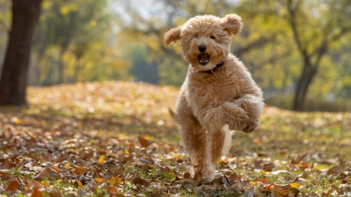 New Study: 10 Dog Breeds Best & Worst at Fighting Ticks - golden doodle dog s2117582273