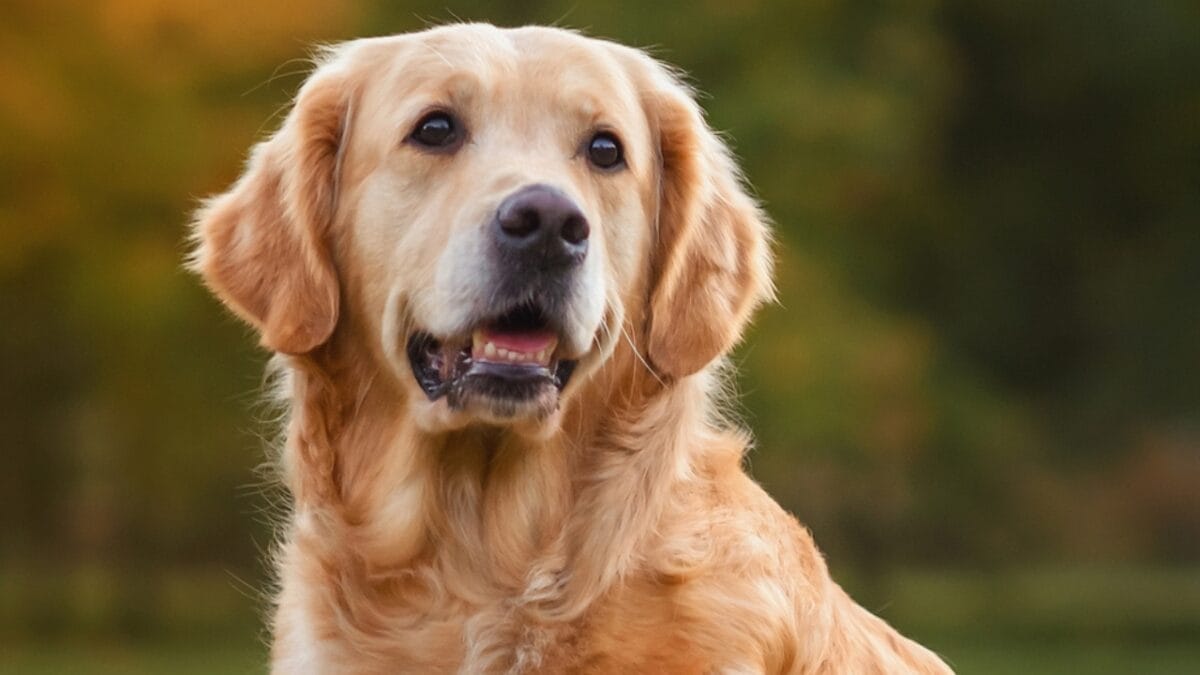 15 Dog Breeds Known for Their Unmatched Courage - golden retriever dog closeup ss2319135207