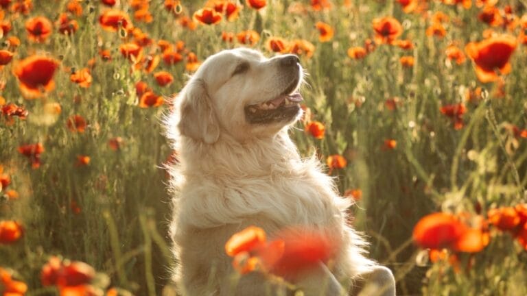 25 Sayings About Old Dogs That’ll Warm Your Heart 8 25 Sayings About Old Dogs That’ll Warm Your Heart - golden retriever dog flowers ss2331300425